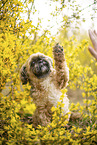 male Shih Tzu