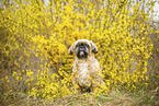 male Shih Tzu