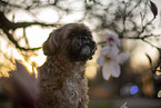male Shih Tzu