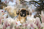 male Shih Tzu
