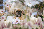 male Shih Tzu