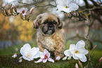 male Shih Tzu
