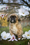 male Shih Tzu