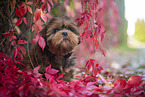 young Shih Tzu