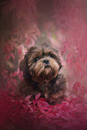 young Shih Tzu