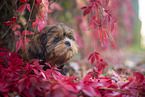 young Shih Tzu