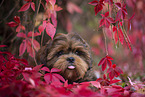 young Shih Tzu