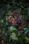 young Shih Tzu