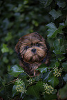young Shih Tzu