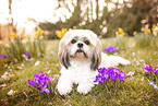 Shih Tzu