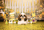 Shih Tzu