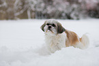 Shih Tzu in snow