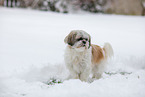 Shih Tzu in snow