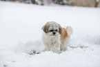Shih Tzu in snow