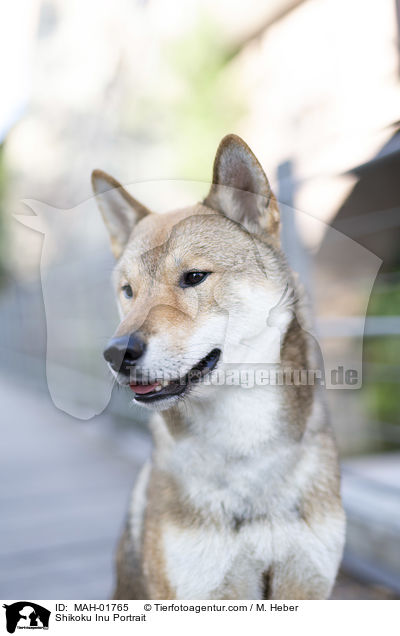 Shikoku Inu Portrait / MAH-01765