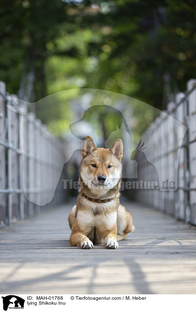 liegender Shikoku Inu / lying Shikoku Inu / MAH-01768