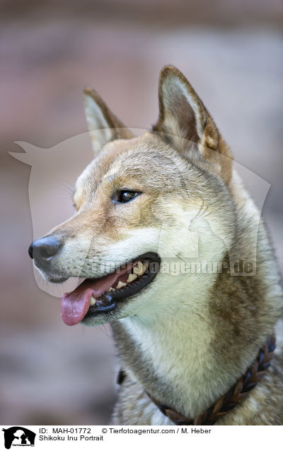Shikoku Inu Portrait / Shikoku Inu Portrait / MAH-01772