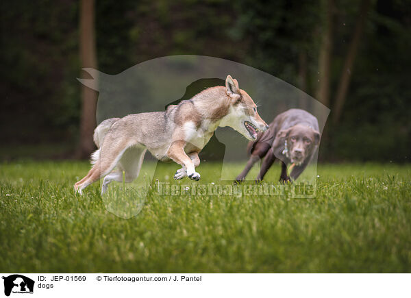 Hunde / dogs / JEP-01569