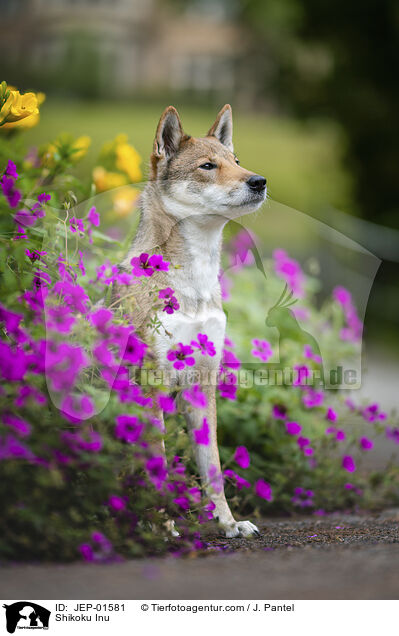 Shikoku Inu / Shikoku Inu / JEP-01581