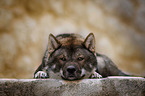 lying Shikoku Inu