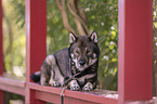 male Shikoku