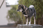 male Shikoku