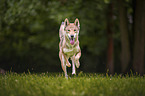 Shikoku Inu