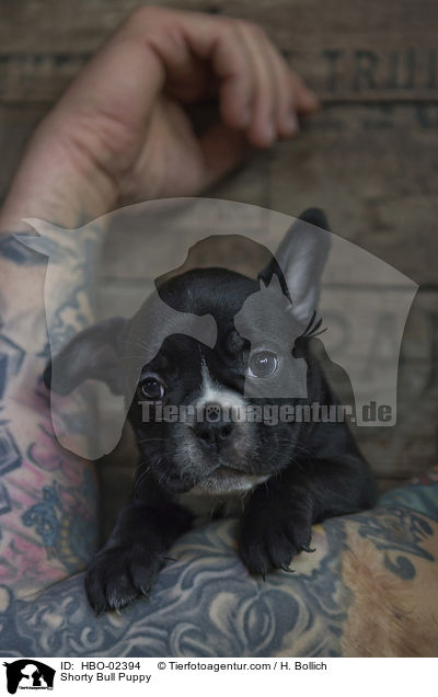 Shorty Bull Welpe / Shorty Bull Puppy / HBO-02394