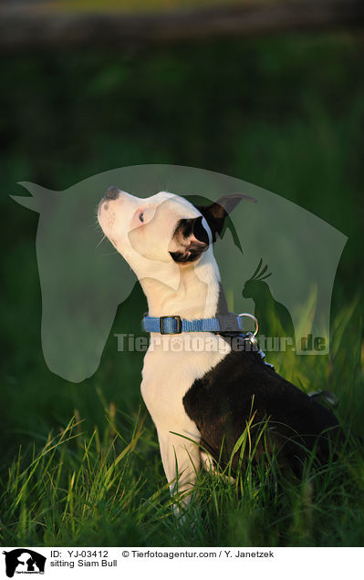 sitzender Siambull / sitting Siam Bull / YJ-03412