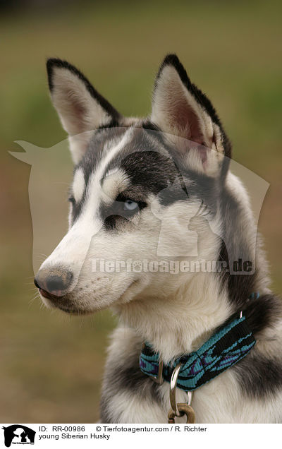 junger Sibirischer Husky / young Siberian Husky / RR-00986