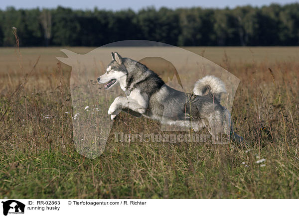 rennender Husky / running husky / RR-02863