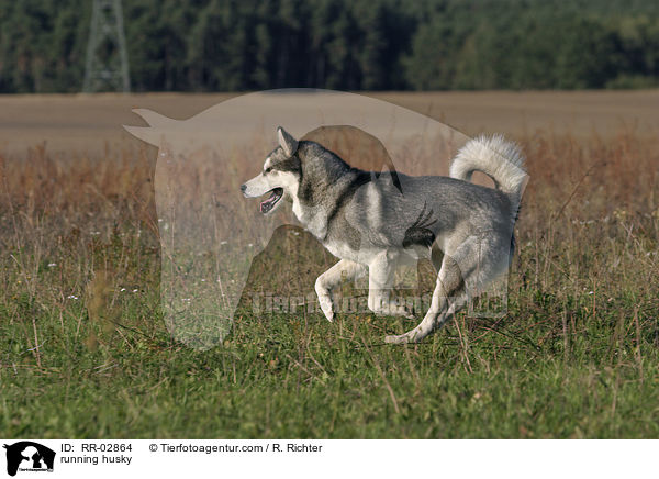 rennender Husky / running husky / RR-02864