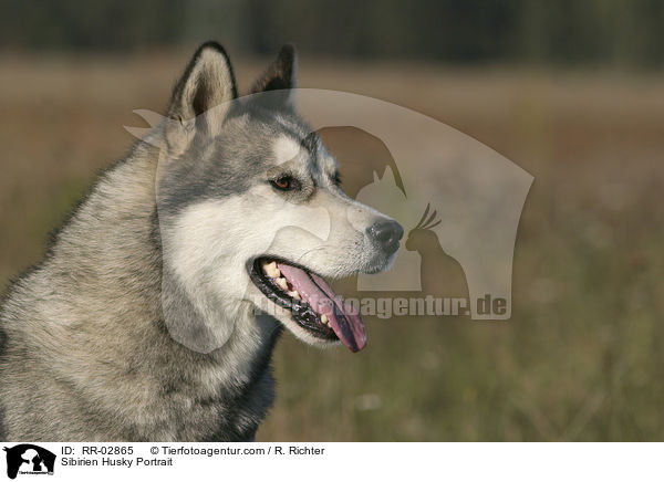 Sibirien Husky Portrait / RR-02865