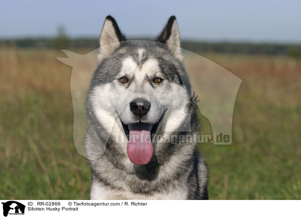 Sibirien Husky Portrait / Sibirien Husky Portrait / RR-02866