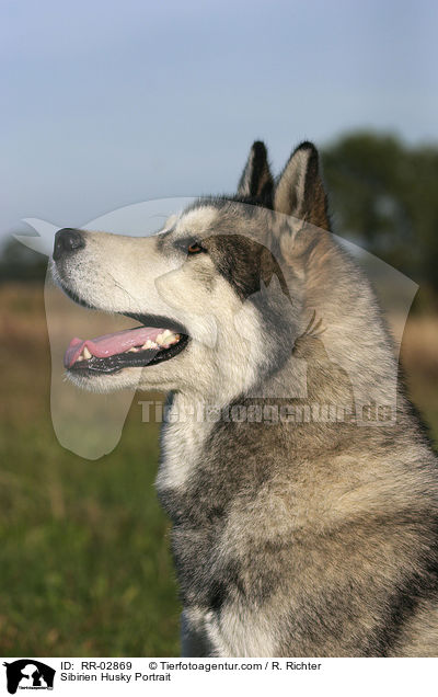 Sibirien Husky Portrait / Sibirien Husky Portrait / RR-02869