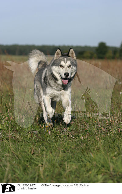 running husky / RR-02871