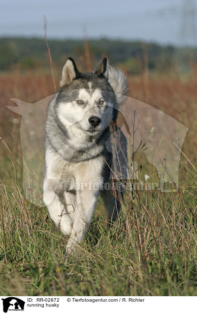 rennender Husky / running husky / RR-02872