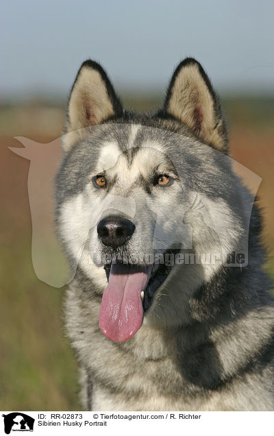 Sibirien Husky Portrait / Sibirien Husky Portrait / RR-02873