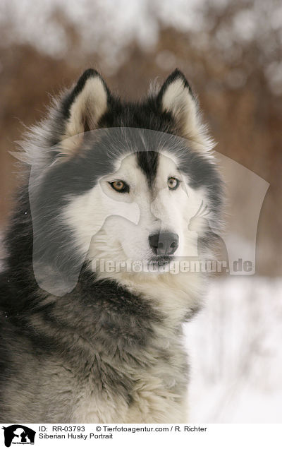 Sibirien Husky Portrait / Siberian Husky Portrait / RR-03793