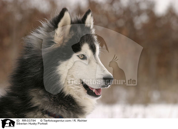 Sibirien Husky Portrait / Siberian Husky Portrait / RR-03794