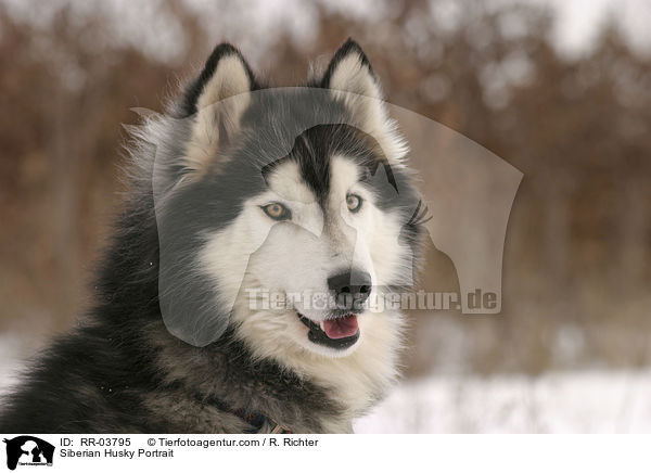 Sibirien Husky Portrait / Siberian Husky Portrait / RR-03795