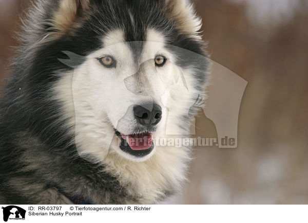 Sibirien Husky Portrait / Siberian Husky Portrait / RR-03797