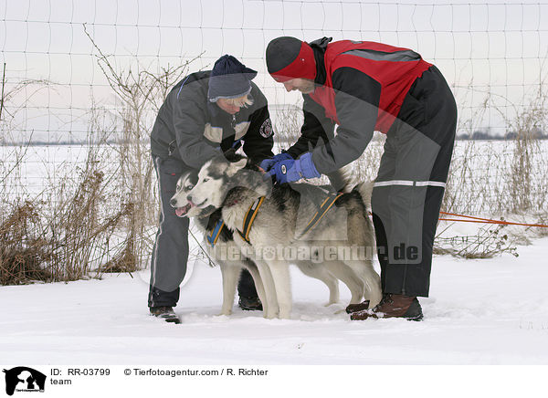 Sibirien Husky Gespann / team / RR-03799