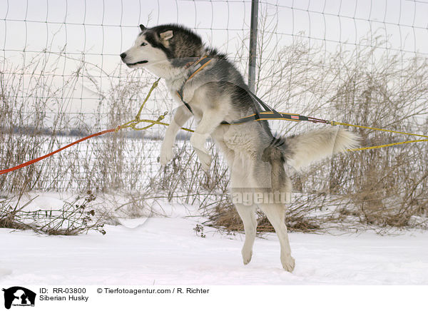 Sibirien Husky im Gespann / Siberian Husky / RR-03800