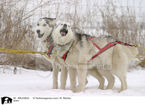 Sibirien Husky Gespann / team / RR-03802