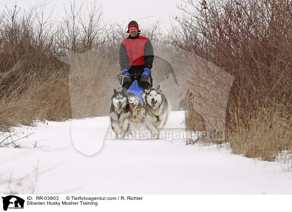 Musher beim Training / Siberian Husky Musher Training / RR-03803