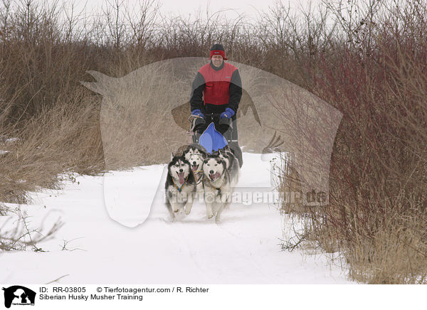 Musher beim Training / Siberian Husky Musher Training / RR-03805