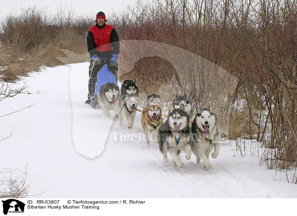 Musher beim Training / Siberian Husky Musher Training / RR-03807