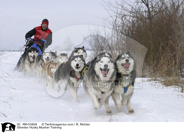 Musher beim Training / Siberian Husky Musher Training / RR-03808