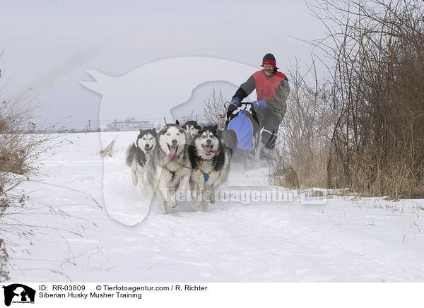 Musher beim Training / Siberian Husky Musher Training / RR-03809